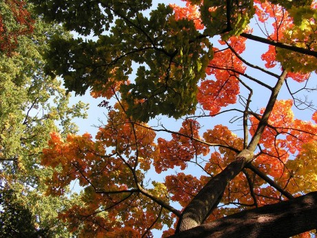 Herbstfoto