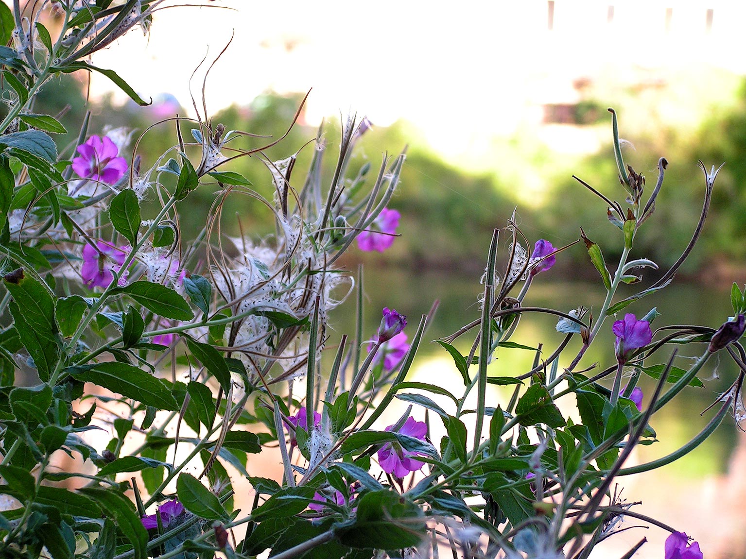 [lang_de]Lila Blüten an der Saale[/lang_de][lang_en]Lila blossoms at