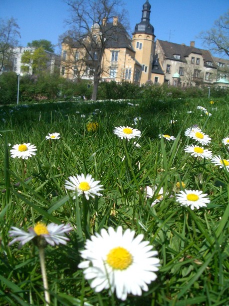 Wiese mit Ganseblümchen im Stadtpark