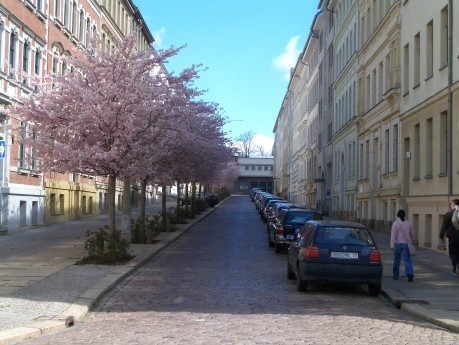 Blühende Kirschbäume in der Parkstraße in Halle